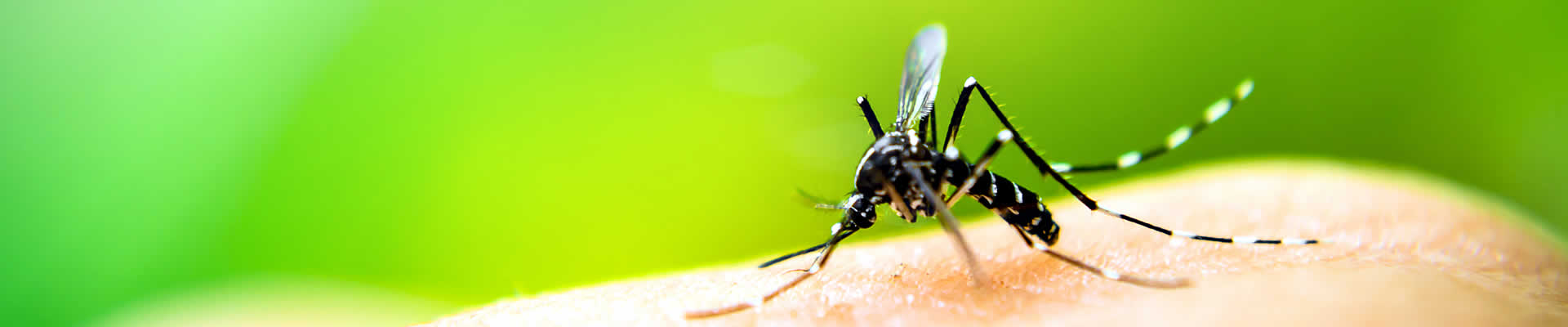Fliegengitter Insektenschutz Mückenschutz